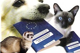 Hamsterfahrt nach Polen. Heimtiere unterwegs