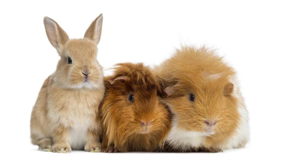 Hamsterfahrt nach Polen. Heimtiere unterwegs